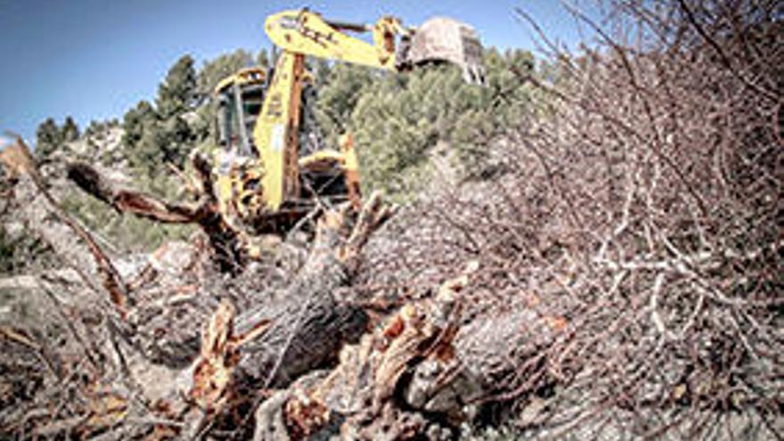 Una excavadora arrancando almendros en Balones por la Xylella.