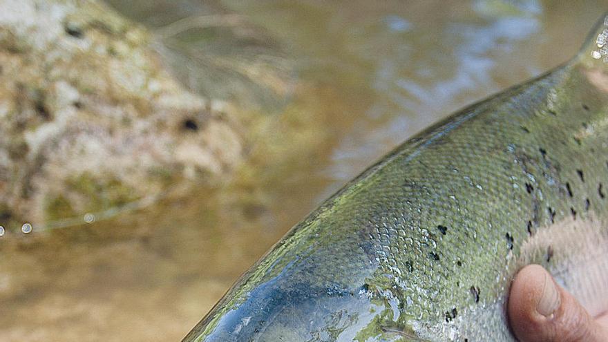 Un total de 1141 salmones fueron capturados en los ríos asturianos en la presente temporada.