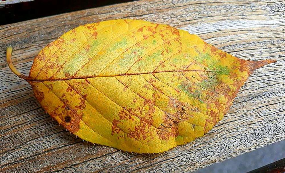 Tardor. Els dies s'escurcen progressivament i les nits s'allarguen. Les plantes caducifòlies perden la clorofil·la i les fulles esdevenen groguenques o vermelloses com a pas previ a la seva caiguda.