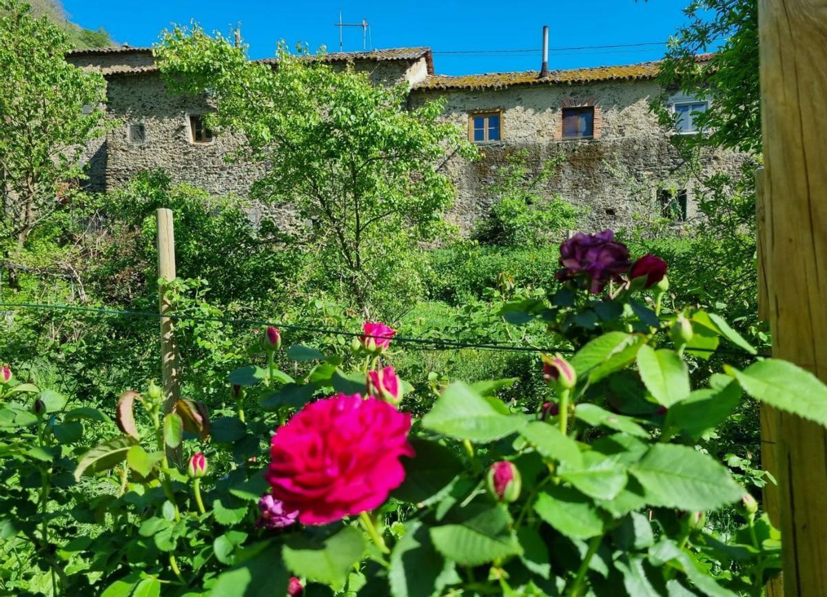 Una de las plantaciones de Rosa Narcea, en Carballo. | Fernando Rodríguez