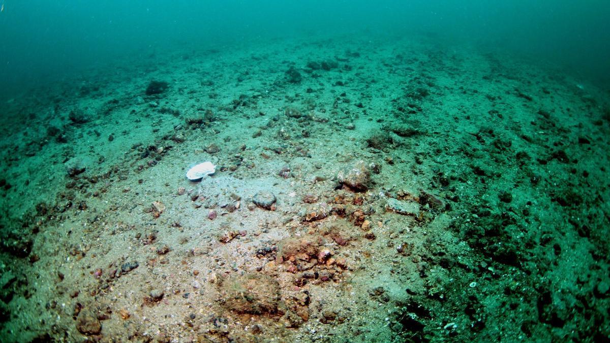 IMPACTOS PESCA ARRASTRE | La pesca de arrastre en Europa causa 90 veces más daños económicos que beneficios, según un estudio científico