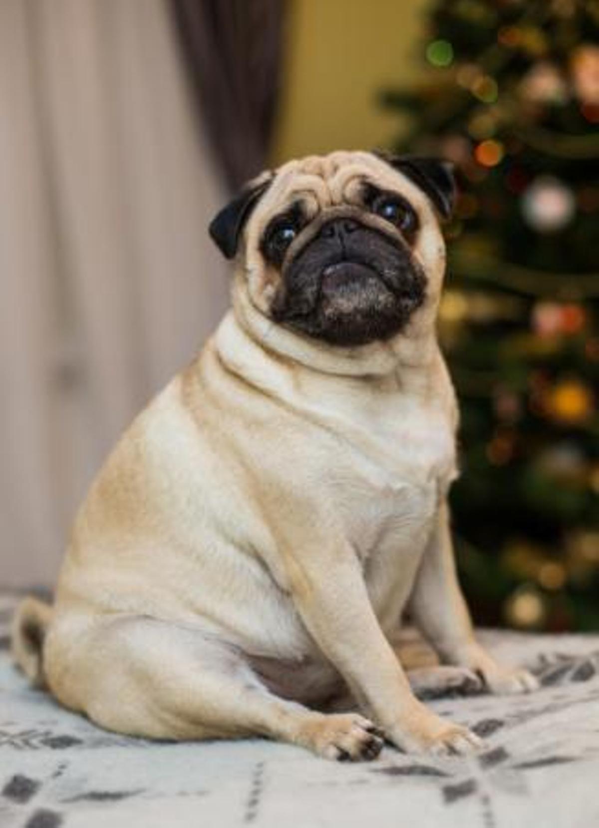 “Ozempic” per a gossos i gats?