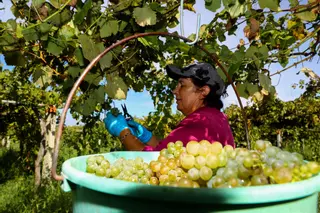 2023: Rías Baixas confirma el récord histórico y acaricia los 45 millones de kilos