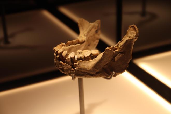 Les imatges del trasllat de la mandíbula de Banyoles al Museu Arqueològic