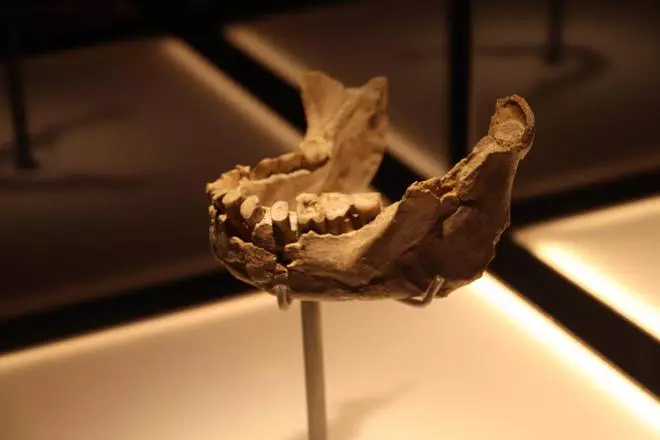 Les imatges del trasllat de la mandíbula de Banyoles al Museu Arqueològic