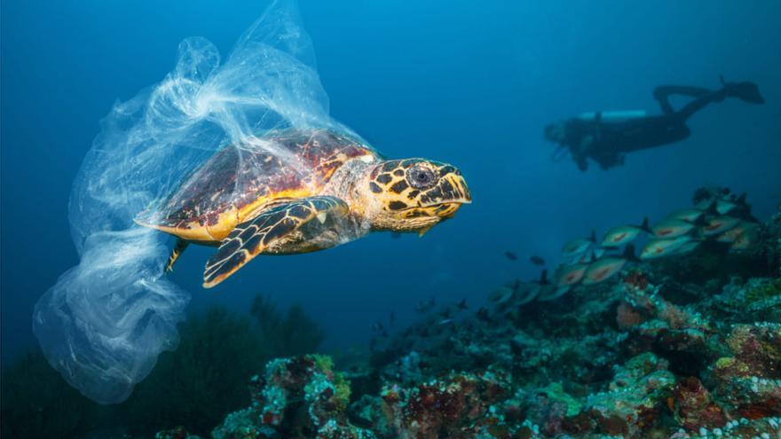 15 tortugas marinas son rescatadas en Baleares en ocho meses por enredarse en plásticos