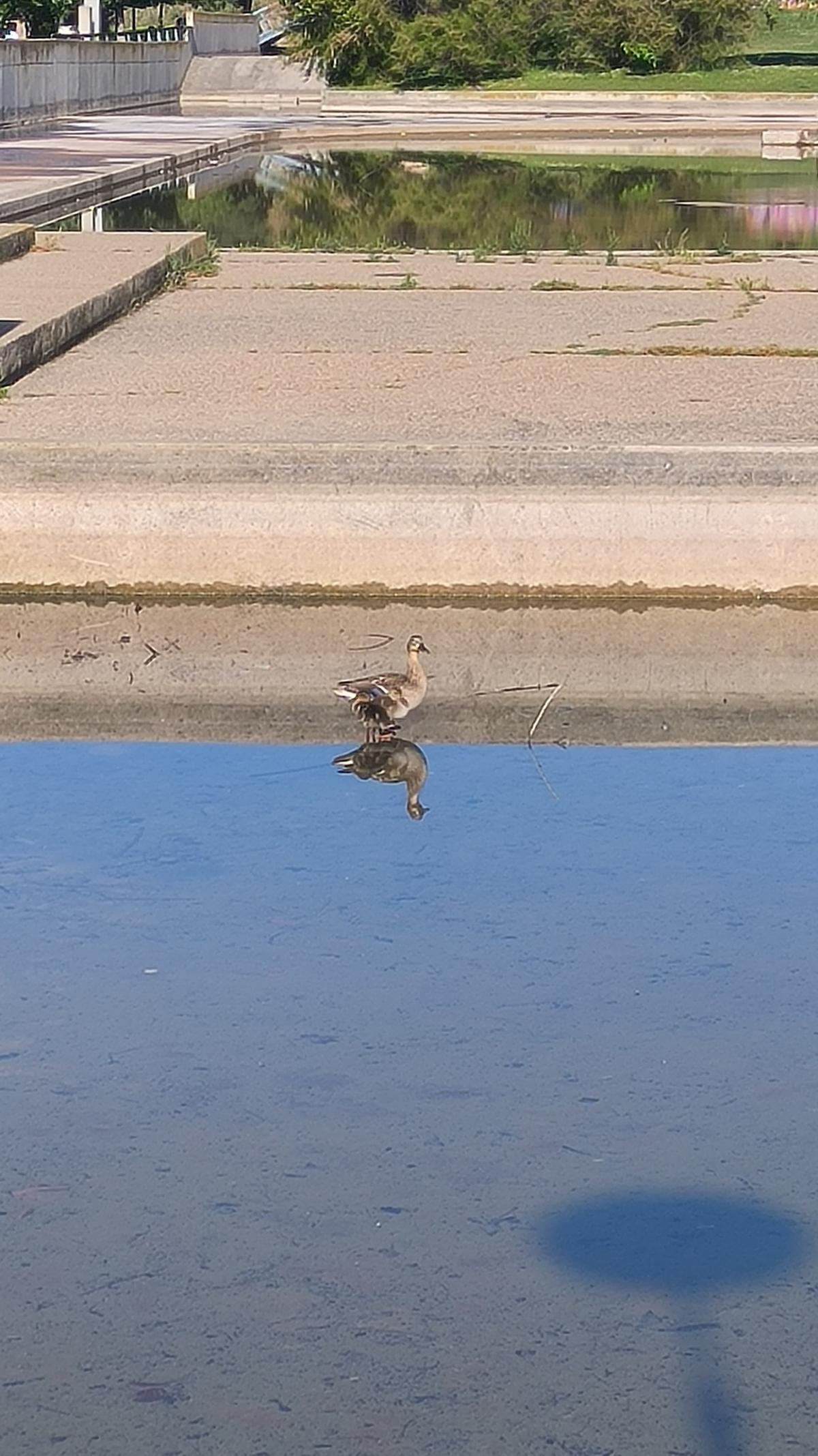 El lamentable estado de un lago en Parque Goya donde hay peces muertos y agonizantes
