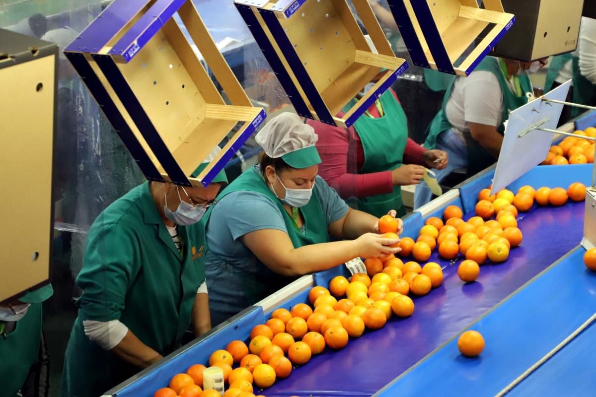 Palma del Río, en plena campaña de la naranja