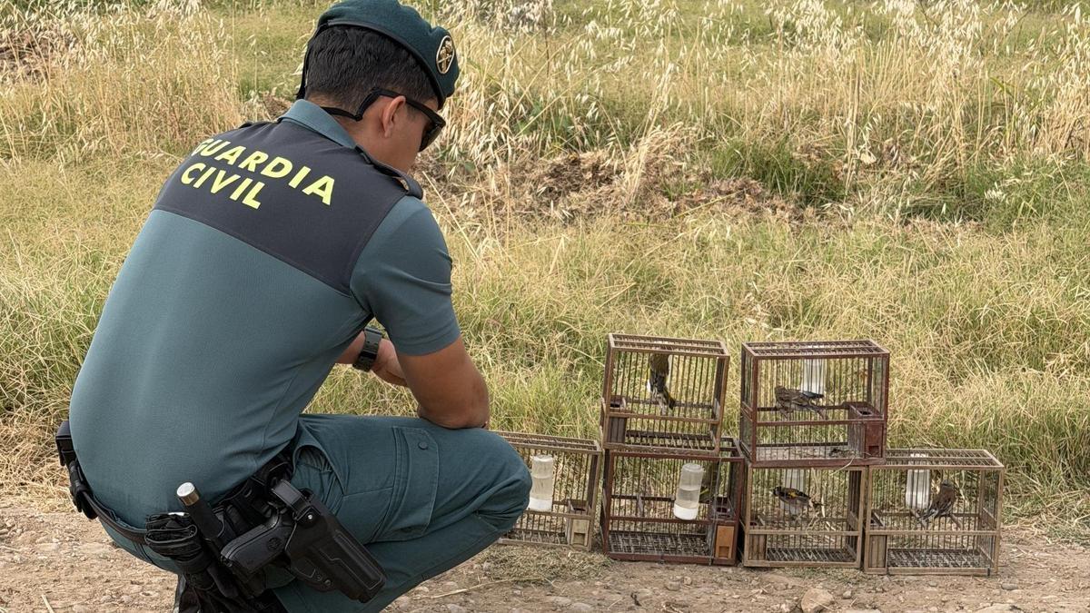 Agente del Seprona con las aves capturadas ilegalmente y soltadas luego en el entorno.