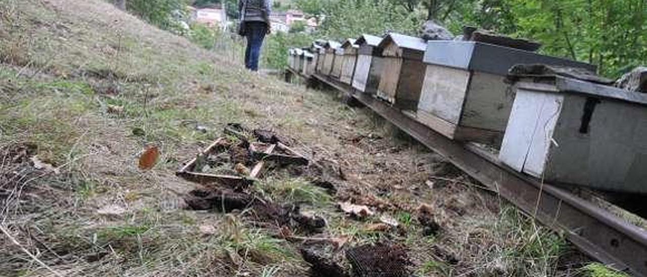 Colmenas destrozadas por un oso en Río Aller.