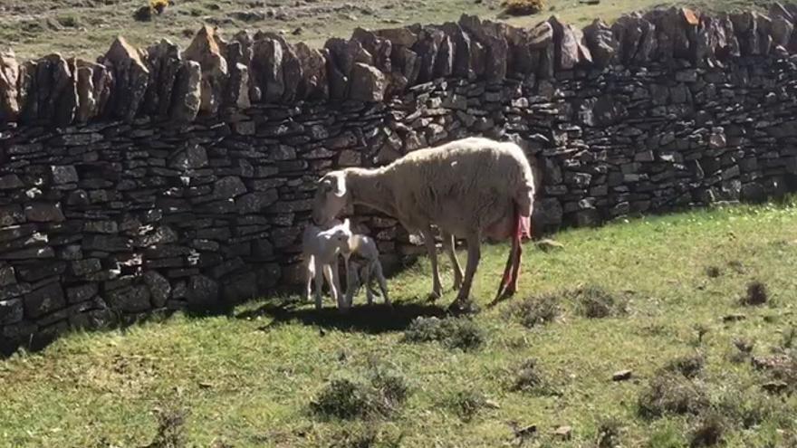 VÍDEO: Un ganadero ayuda a parir a una oveja en Morella