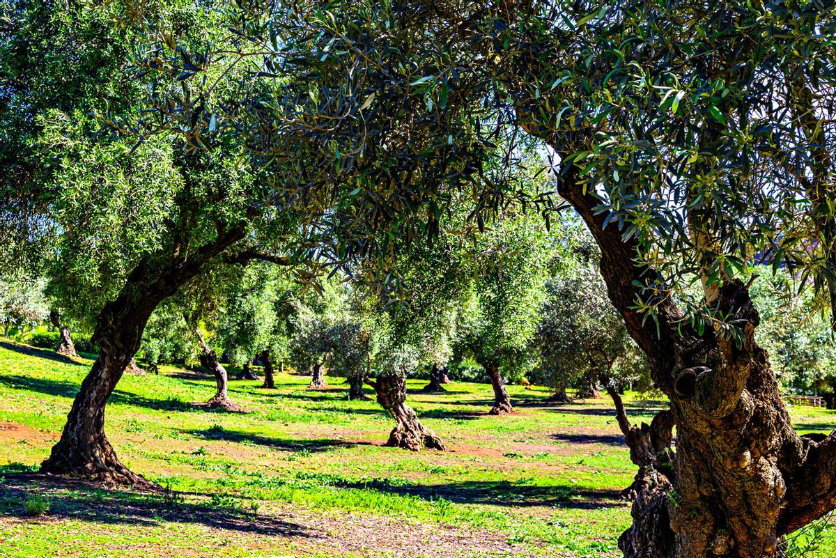 Olivos en el parque de Alcalá de Guadaira