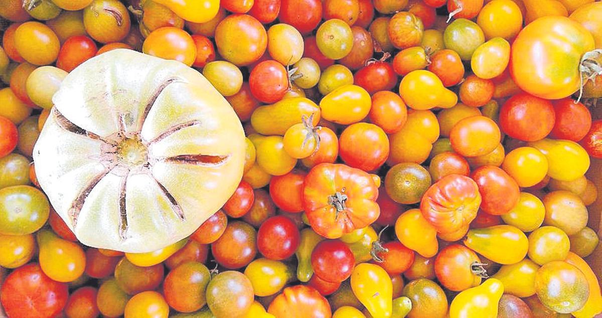 Un tomate huevo de toro, junto a otras variedades.