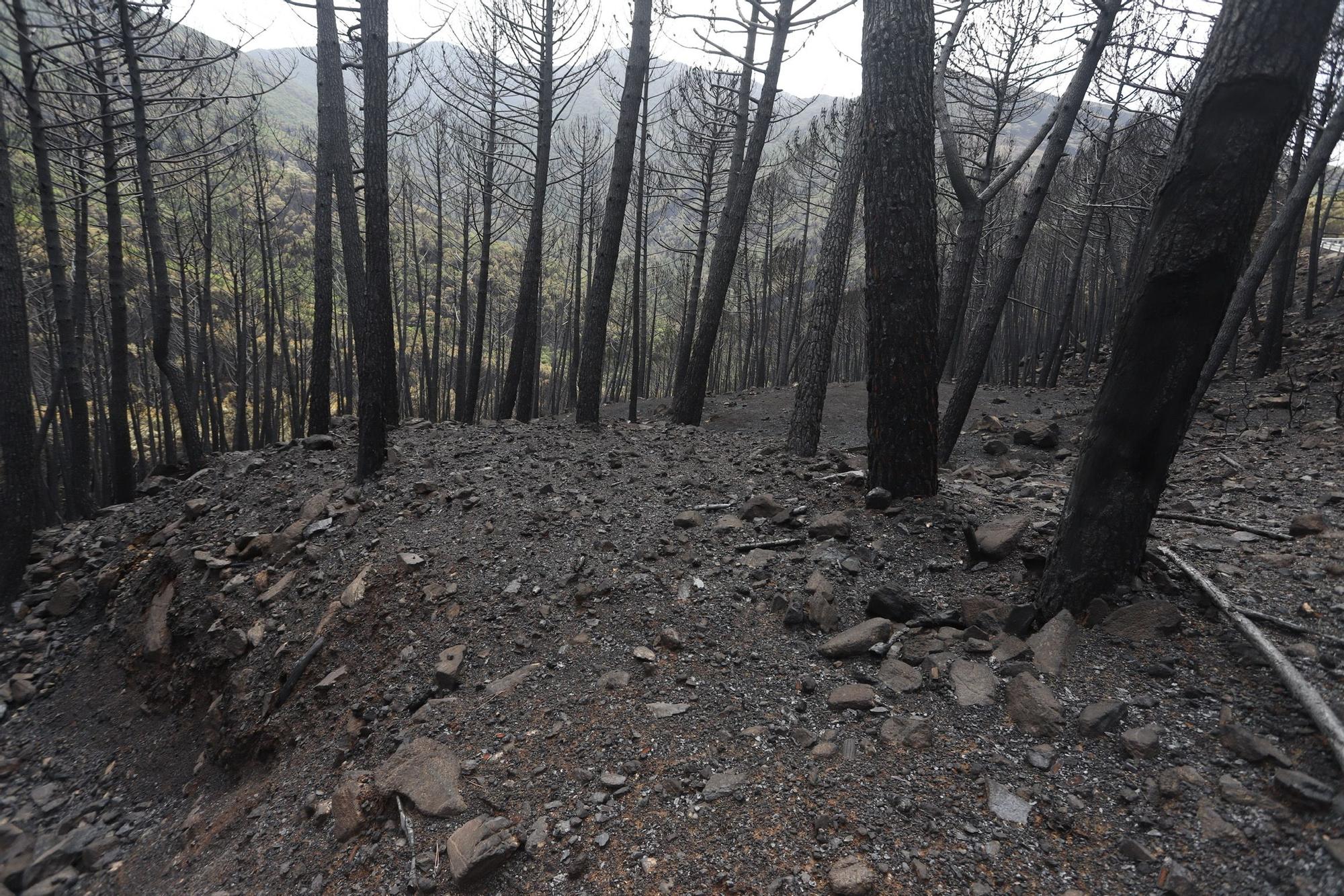 El Paraje de las Peñas Blancas en Estepona arrasado por el fuego