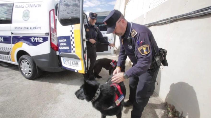 La brigada canina de la Policía Local de Alicante incorpora al agente Kata