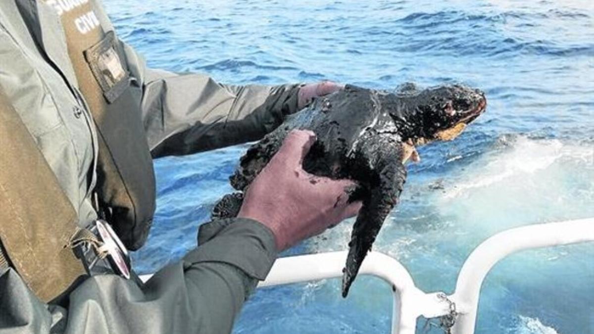 Ejemplar de tortuga boba ('Caretta caretta') rescatada con petróleo por agentes de la Guardia Civil del Mar.