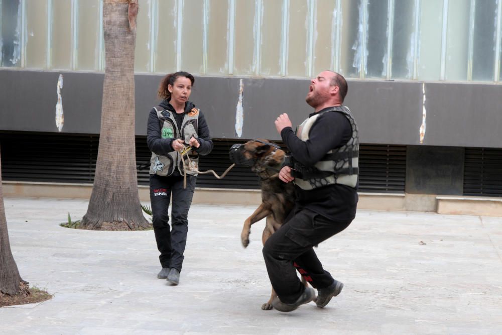 Exhibición canina en la Asamblea regional