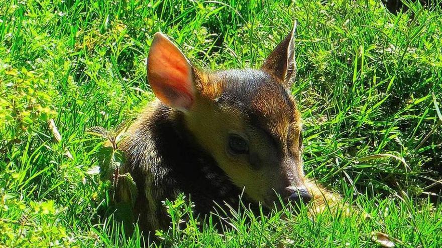 Nace un &quot;Bambi&quot; hermano de &quot;Carbayón&quot; en el zoo de San Esteban