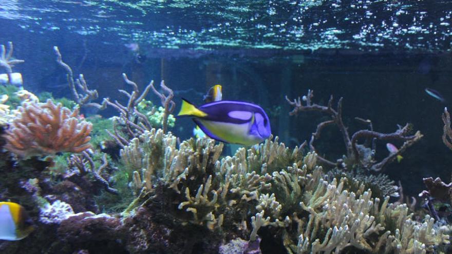 Peces del Acuario del Cuartel de Artillería.