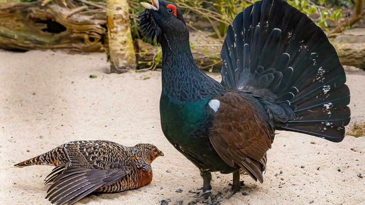 Macho y hembra de urogallo.