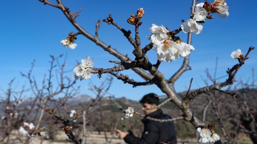 La sequía persistente en Alicante afecta a la floración de los cerezos y pone en peligro la cosecha por sexto año consecutivo