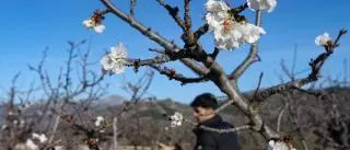 La sequía merma la floración de los cerezos y amenaza con arruinar la cosecha en Alicante por sexto año consecutivo