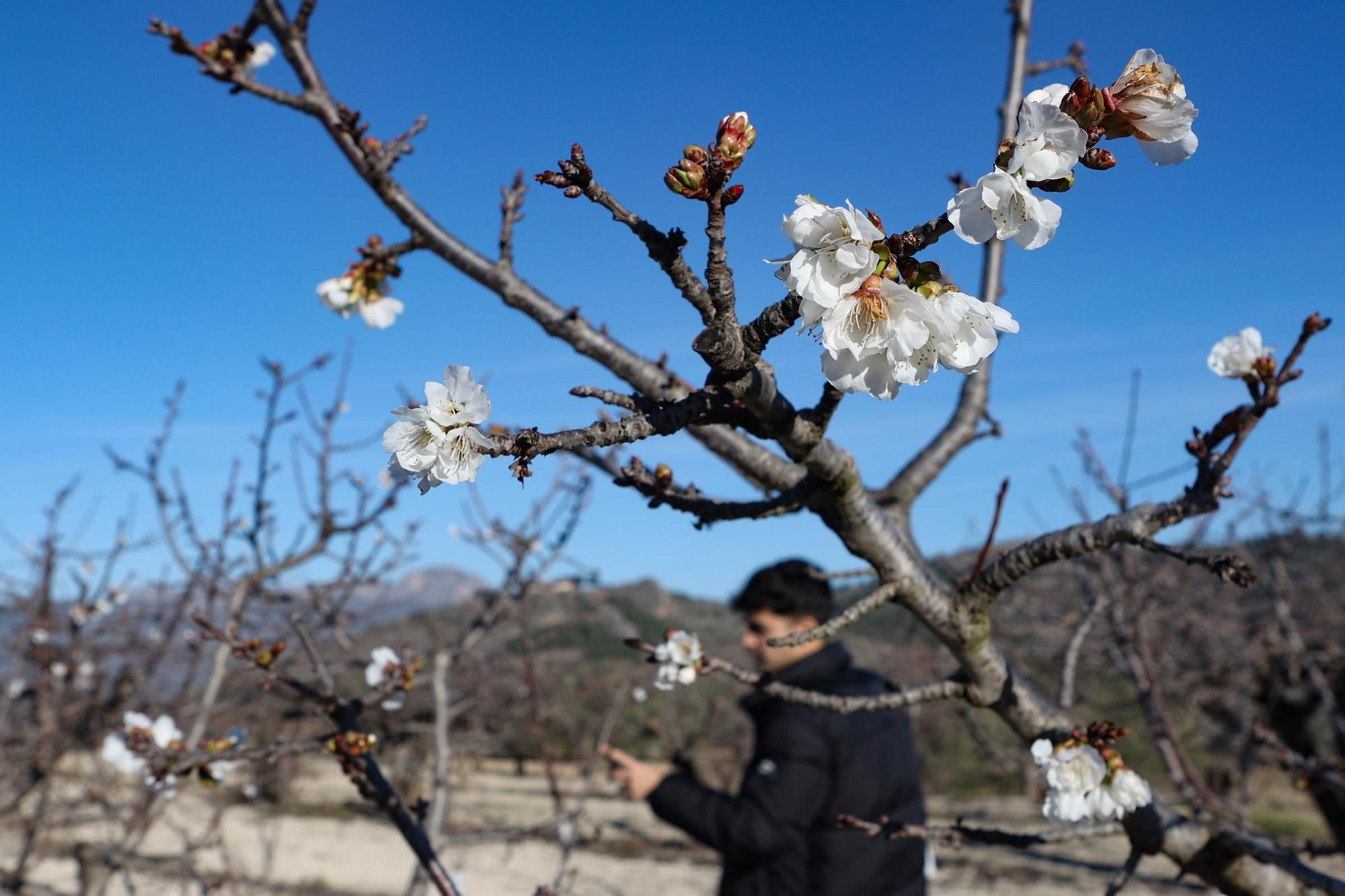 La sequía persistente en Alicante afecta a la floración de los cerezos y pone en peligro la cosecha por sexto año consecutivo