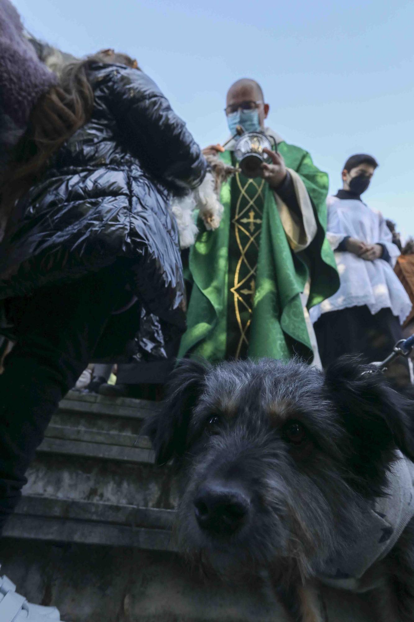 Bendición de animales por San Antón en Avilés