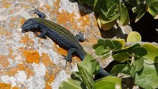 Aumenta el peligro de extinción de la lagartija de Ibiza y Formentera