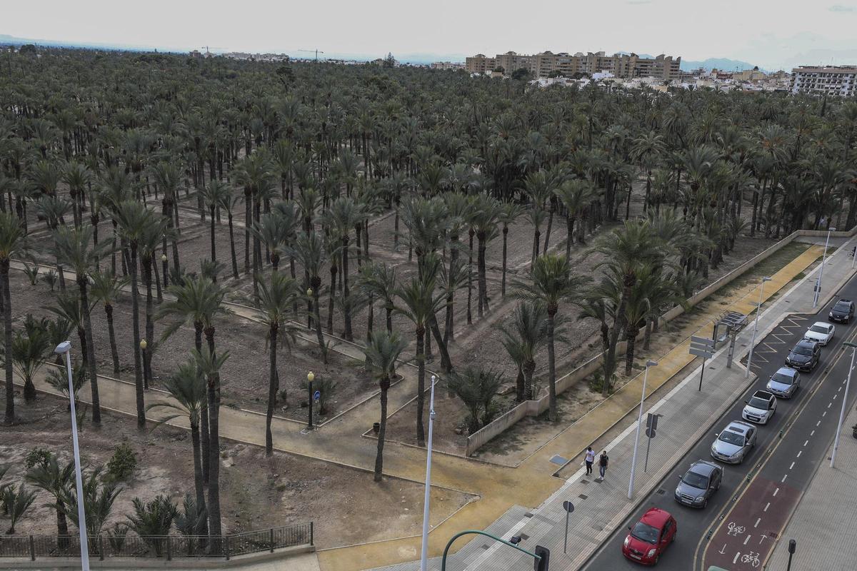 El Palmeral de Elche ayuda a combatir las temperaturas elevadas en la ciudad según un estudio de la UMH