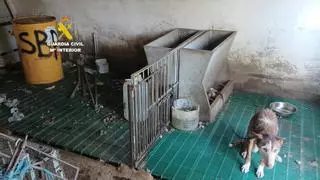 Investigan a un hombre en Santa Magdalena por tener a sus perros abandonados y desnutridos