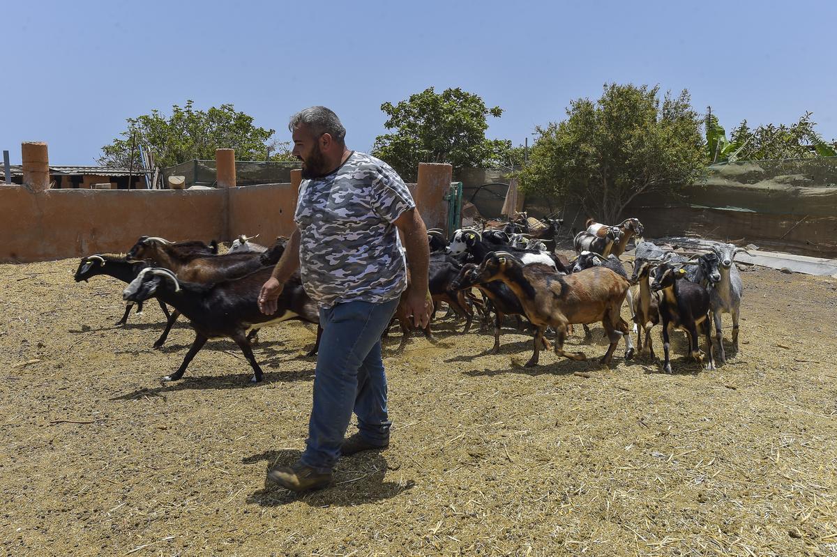 Un ganadero junto a sus cabras.