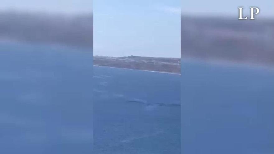 Vídeo: Vista una ballena en aguas de Las Palmas de Gran Canaria - El Día