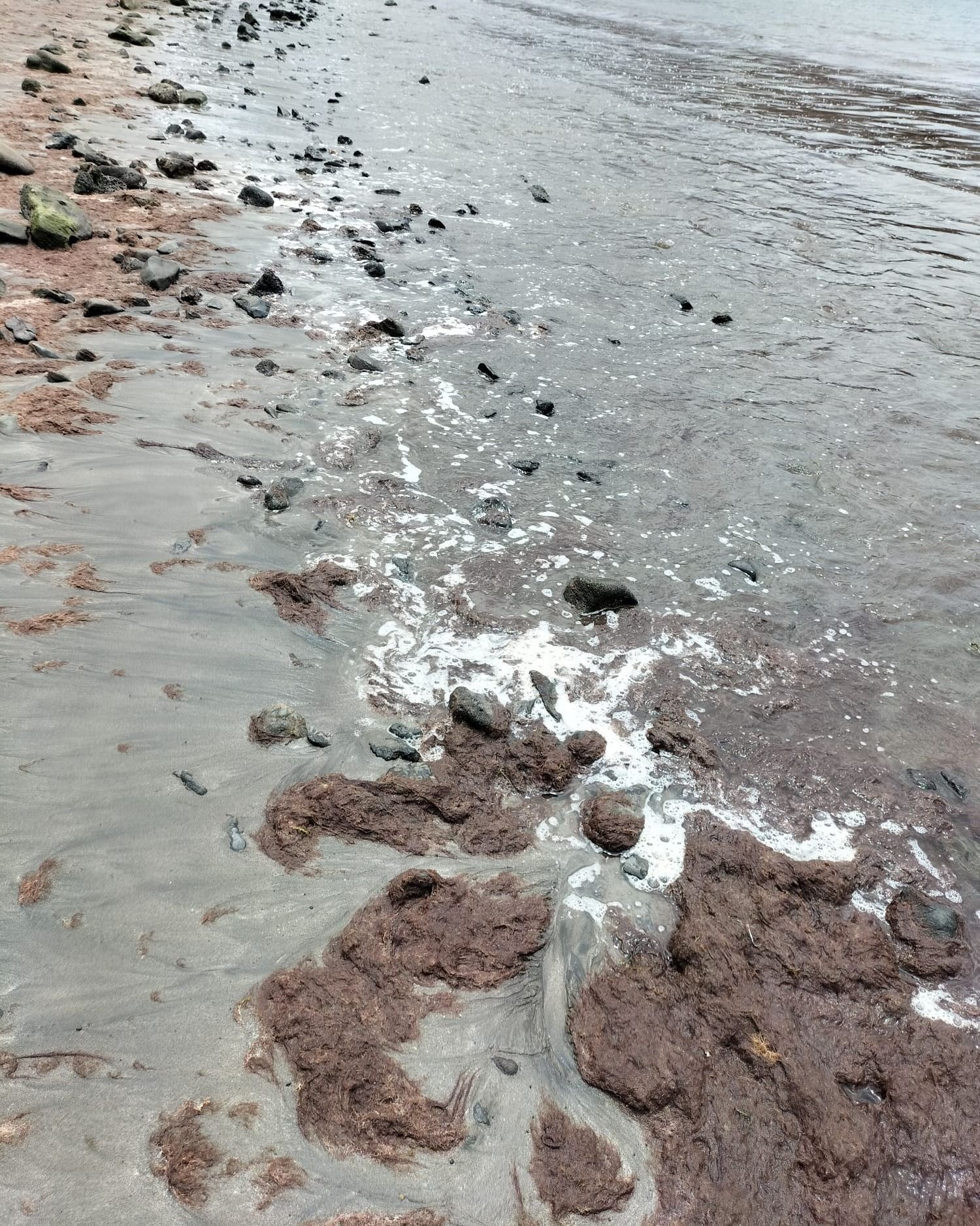 Algas en Fuerteventura