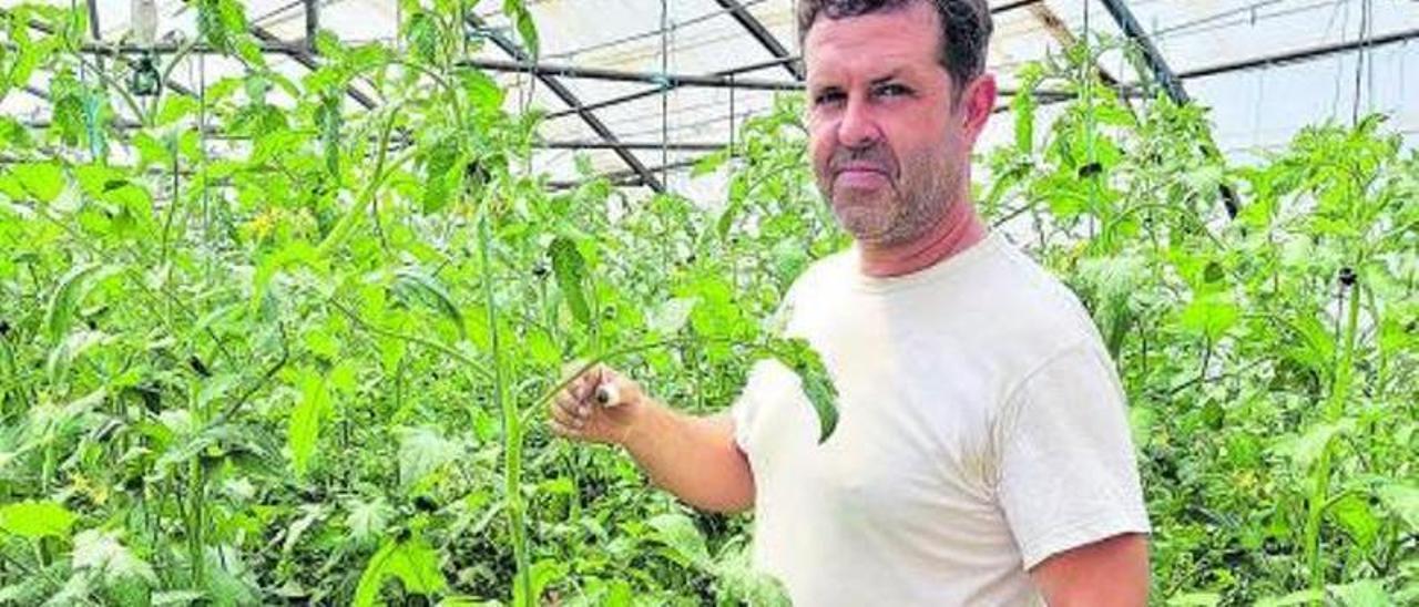 Morón muestra los tomates de sus invernaderos del Alto de la Miranda. | F. D.