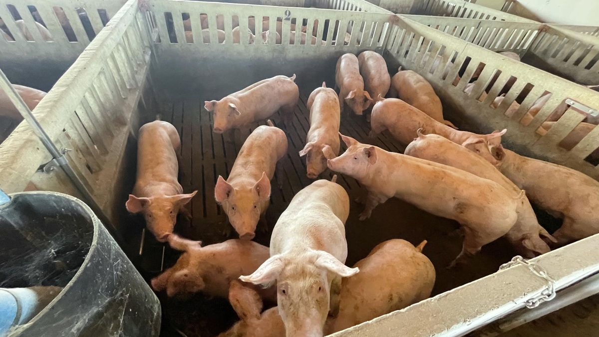 Una granja de porcs, en una imatge d'arxiu.