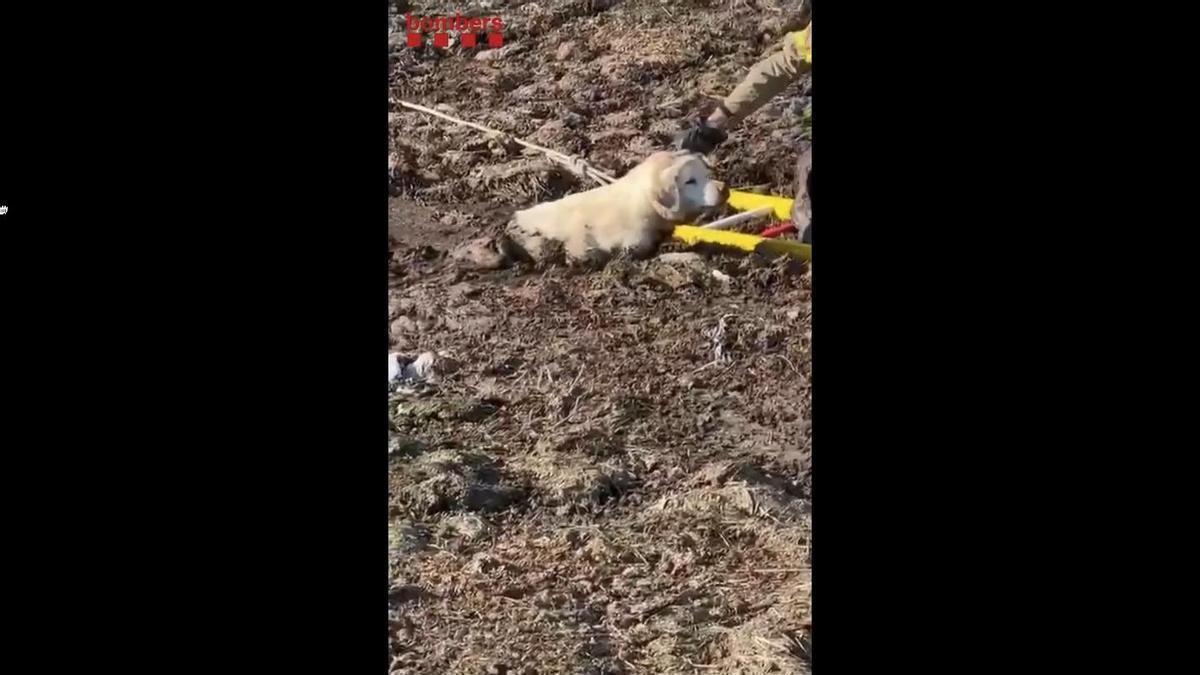 Salven un gos atrapat en una bassa enfangada de Sant Gregori