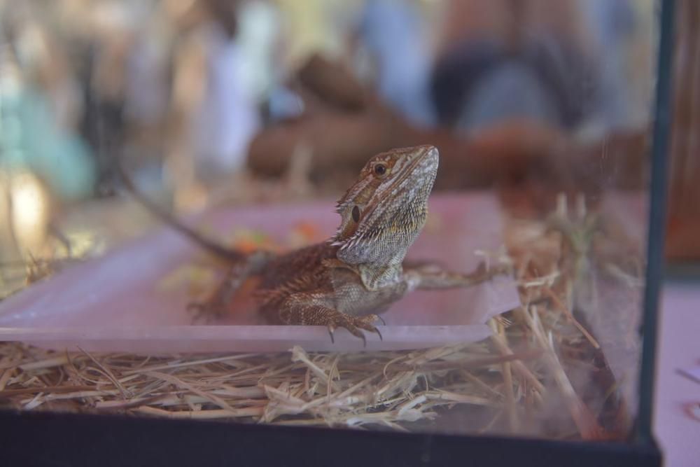 La perrera de Murcia saca sus animales a la calle