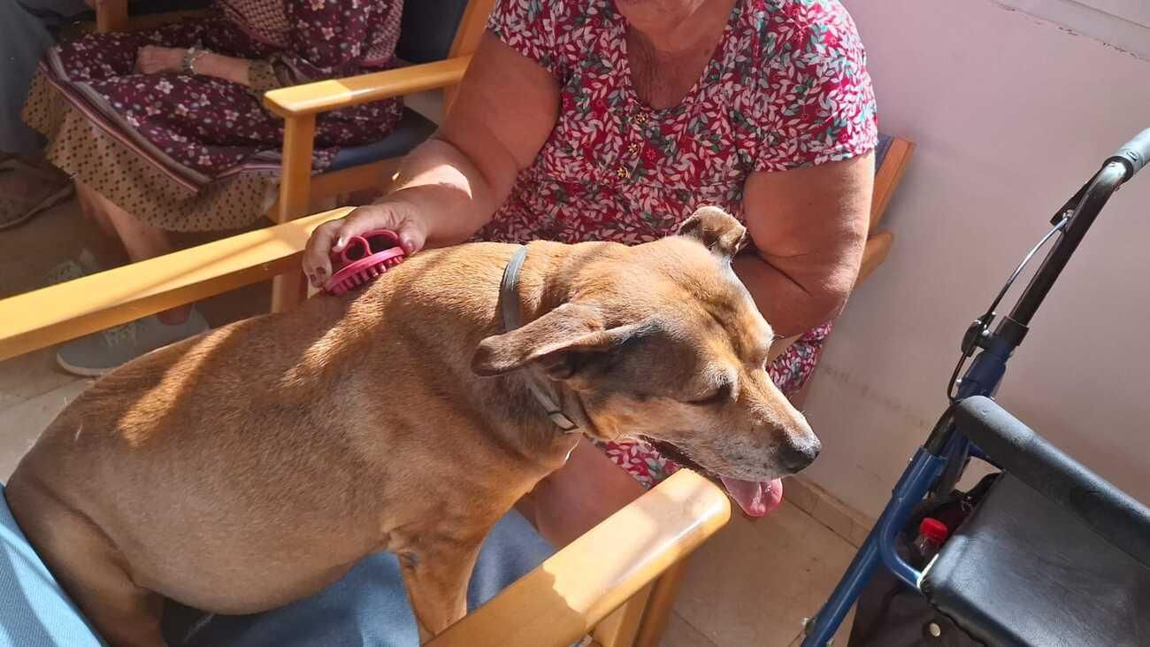 Arrugas con huellas: proyecto con mascotas abandonadas en centro de mayores