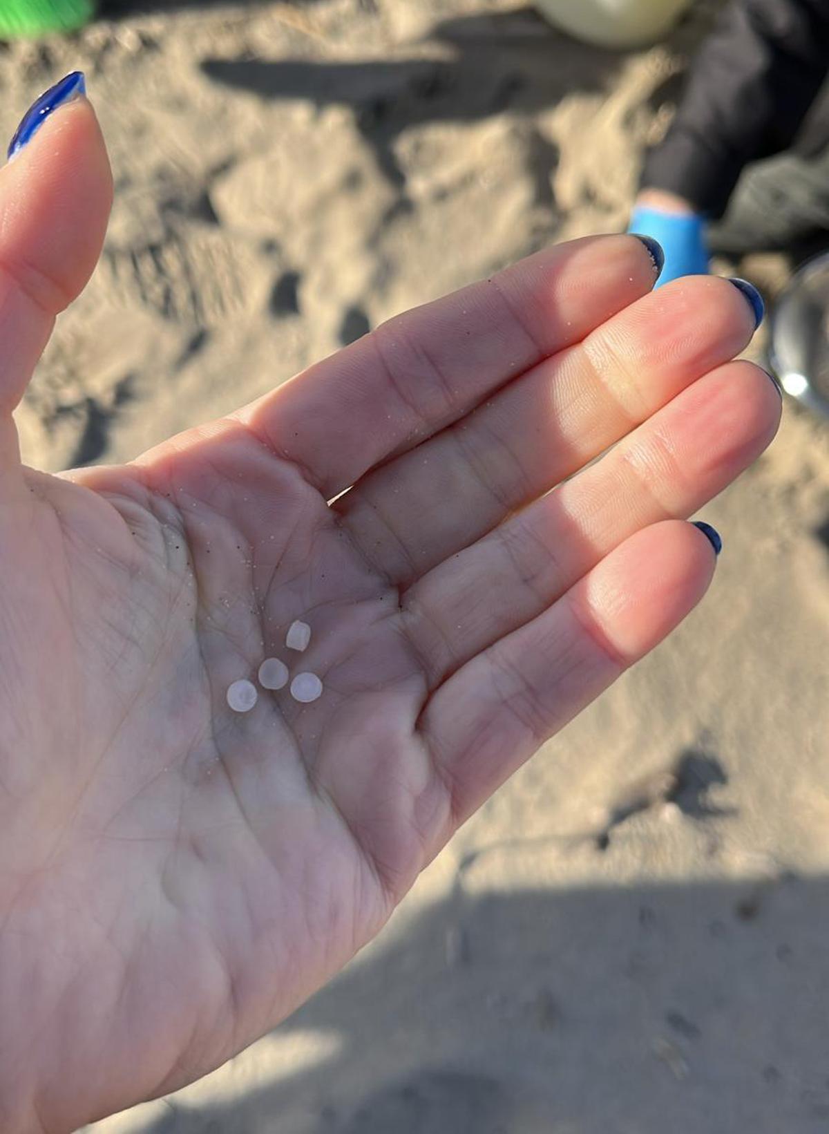 Cuatro bolinas recogidas en Xagó.