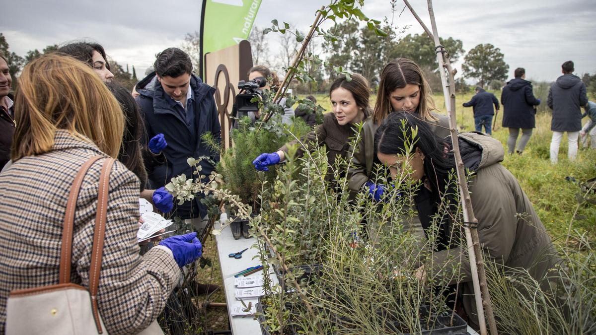 Imagen de la plantación de vegetales en el 'Bosque Silbon'.