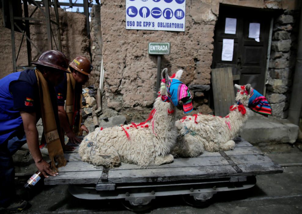 Independent miners transport llamas to sacrifice ...