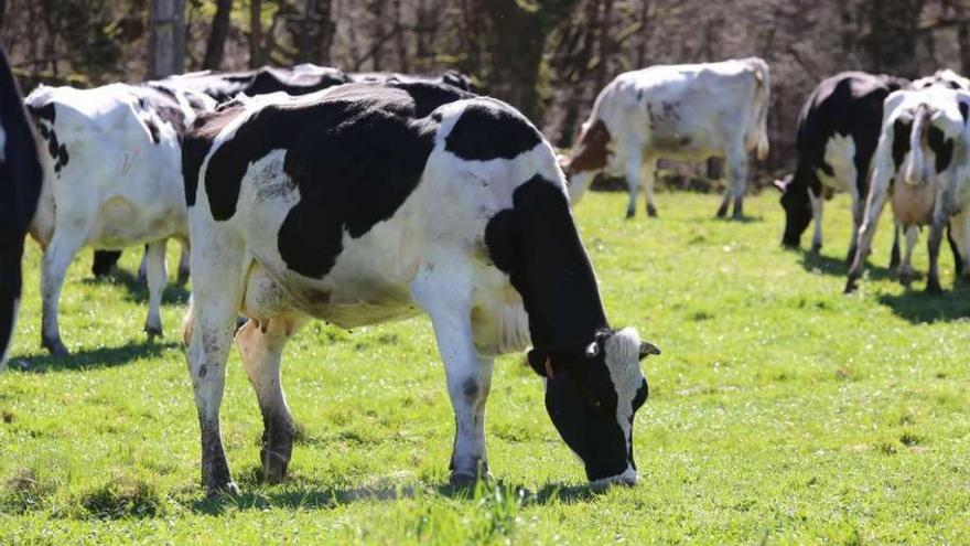 Vacas pastan en una explotación gallega.