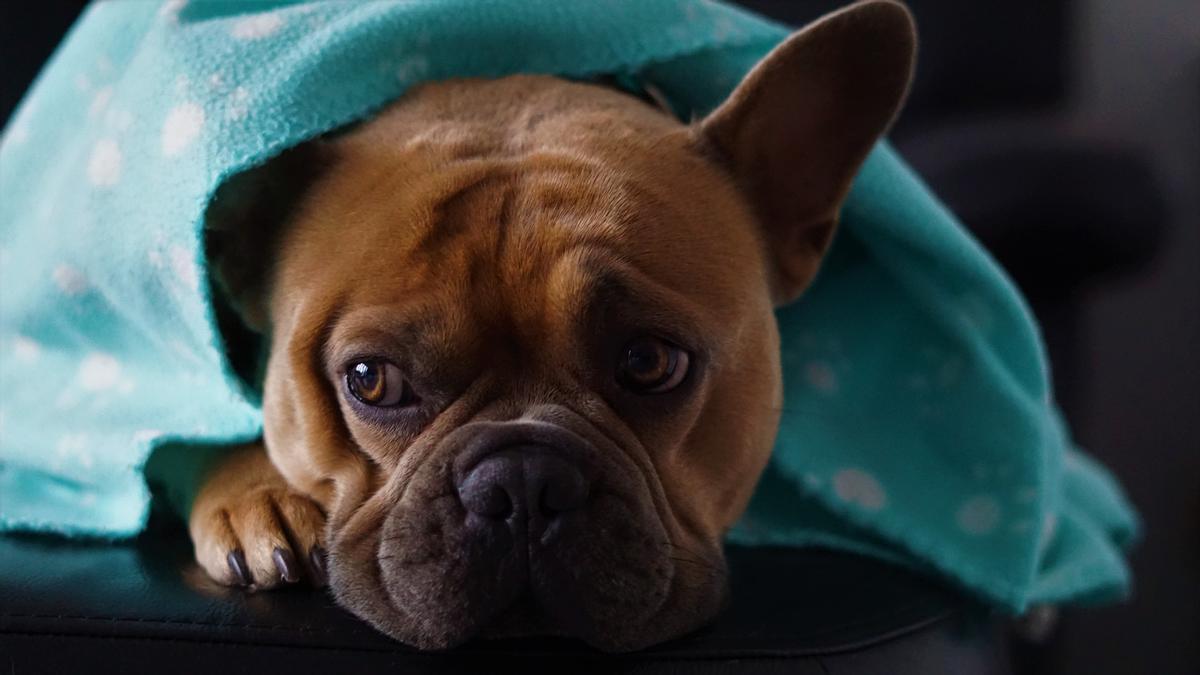 los perros tienen frio en invierno