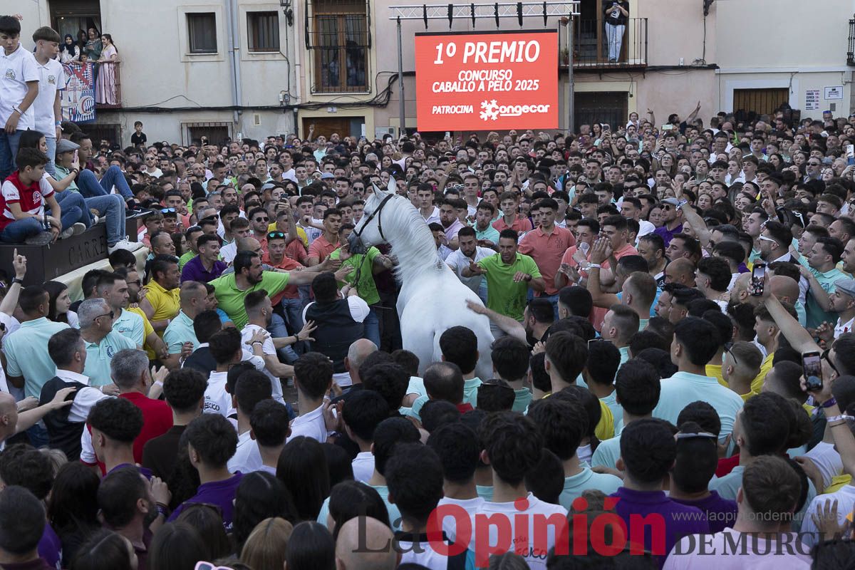Fiestas de Caravaca | Entrega de premios del concurso morfológico