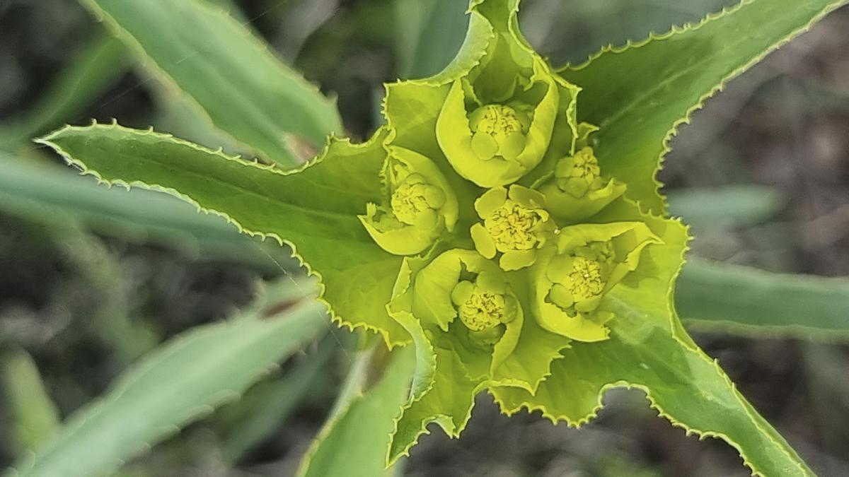 Euphorbia serrata.