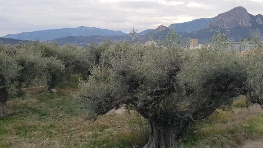 Las oliveras centenarias situadas junto al antiguo lavadero de Cieza están en peligro de desaparición.