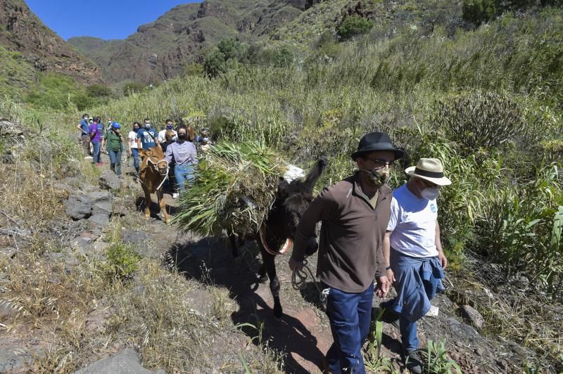 Inauguración del camino de las bestias en Ingenio