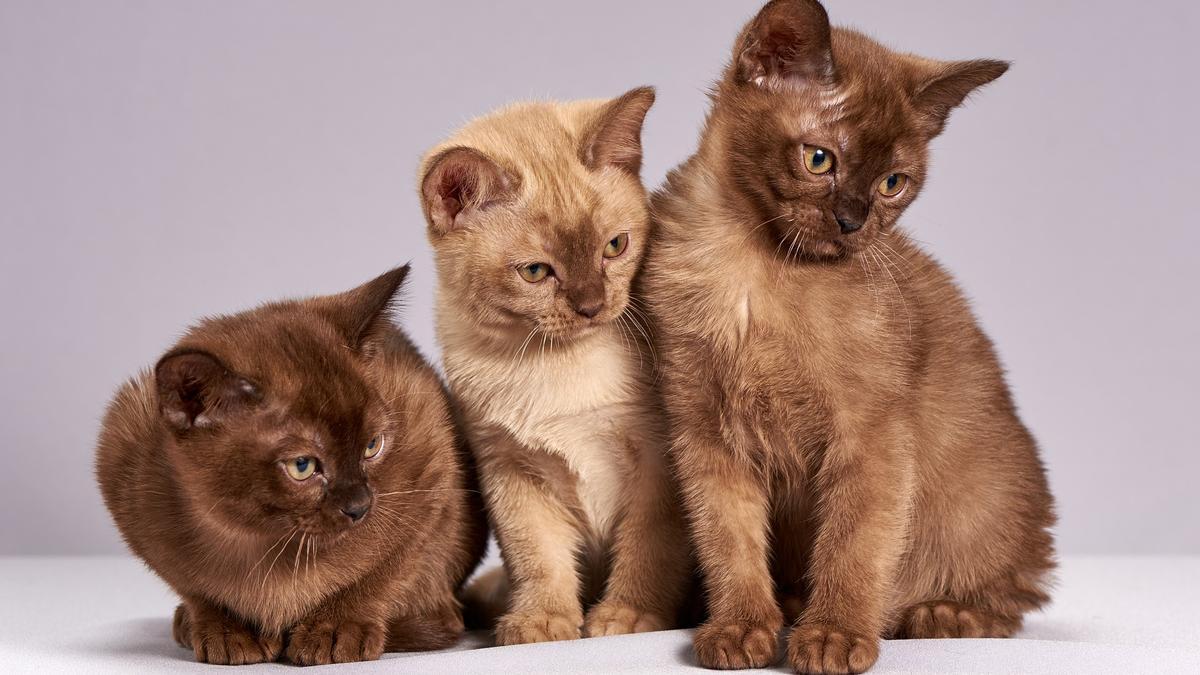 ¿Qué relación hay entre la personalidad de los gatos y su color de pelo?