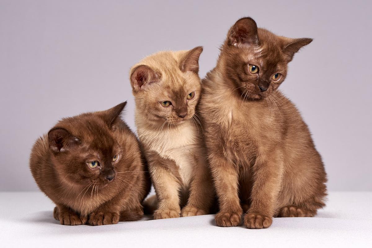 Coronavirus y mascotas: es mejor no dormir con el gato ni dejar que te lama el perro